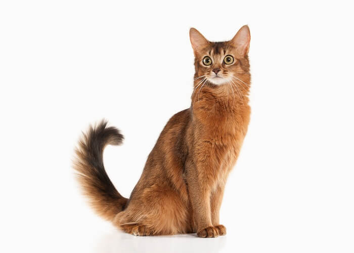 About the Somali-Katze Cat