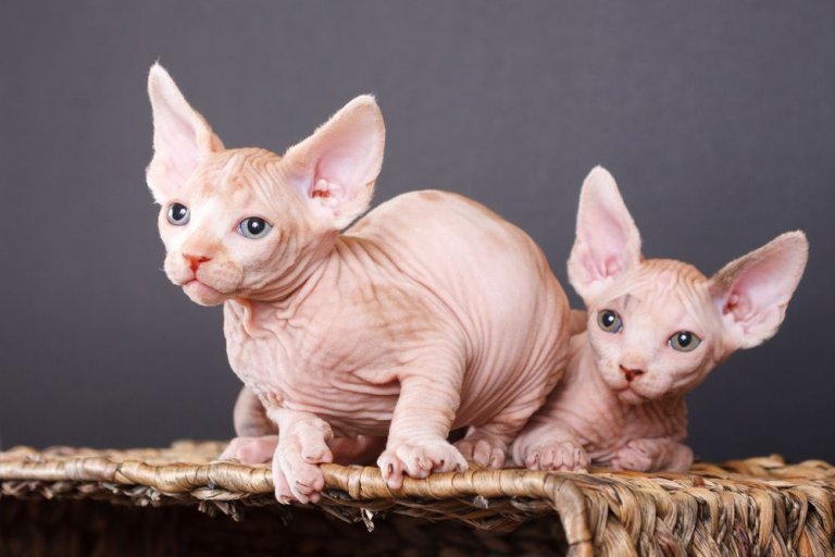 About the Sphynx-Katze Katze