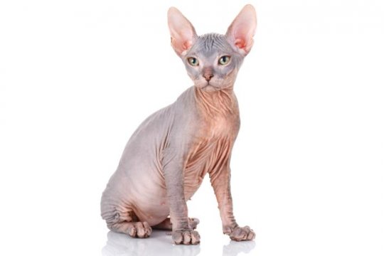 Sphynx-Katze