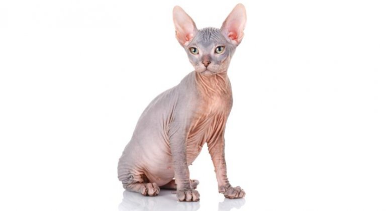 Sphynx-Katze