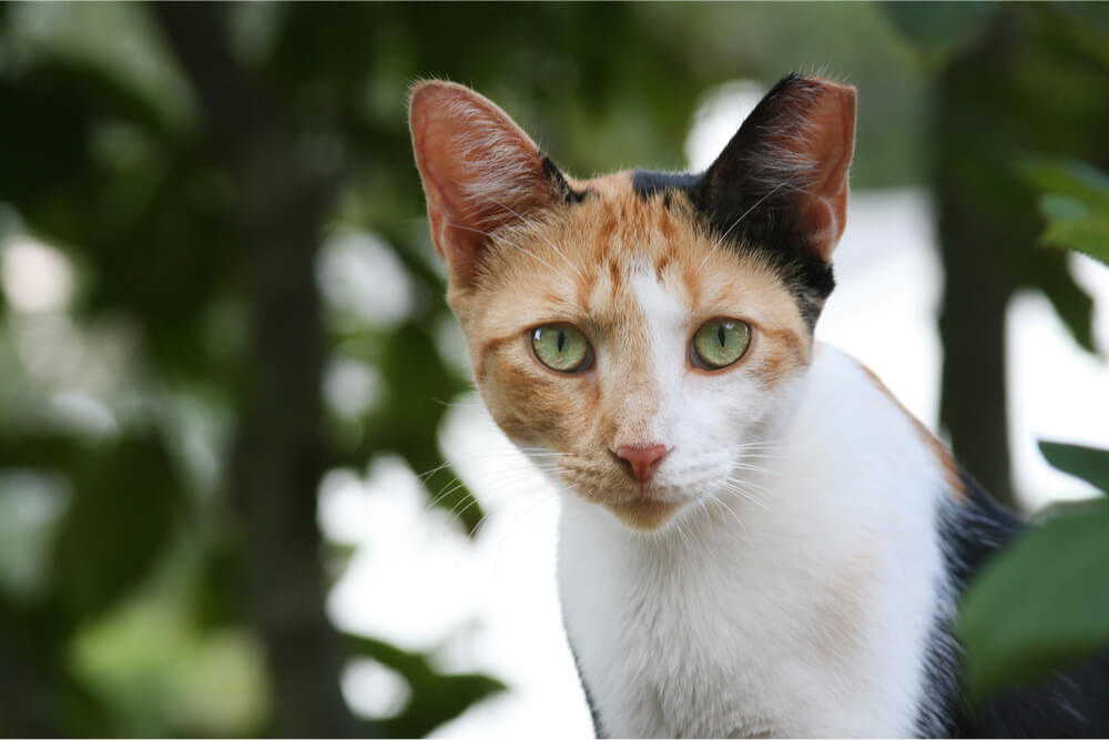 Wildkatze mit TNR-Fressspitze