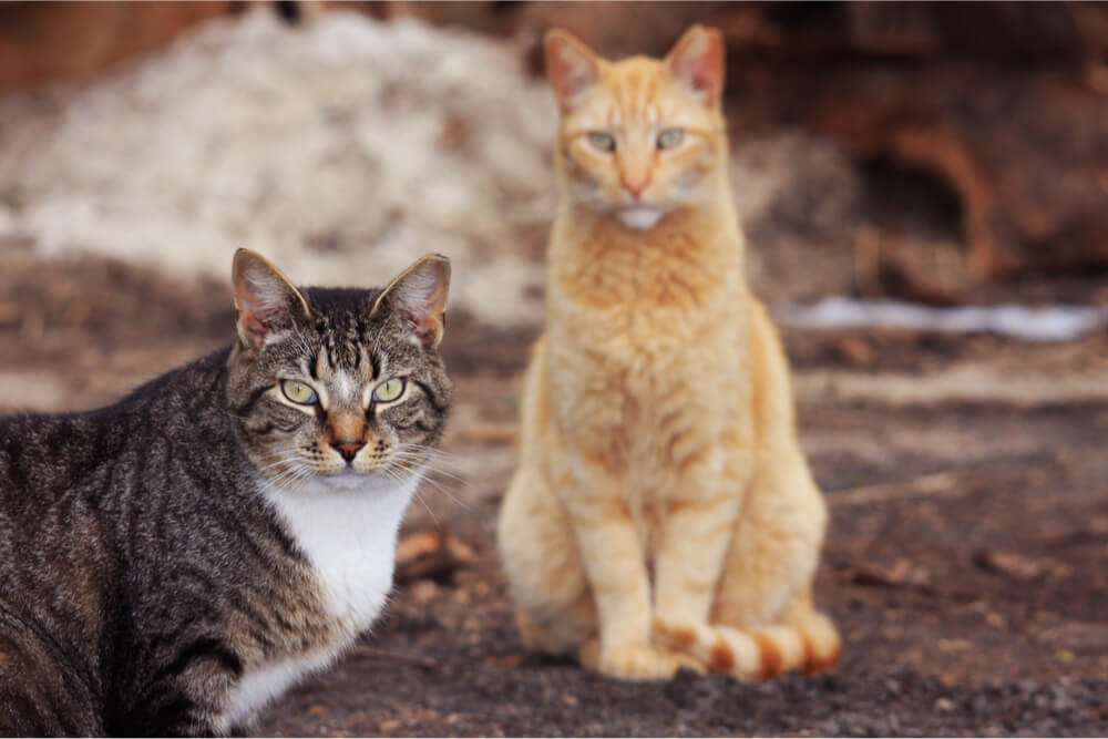 Wie schnell Katzen altern, hängt von der Erfahrung ab.