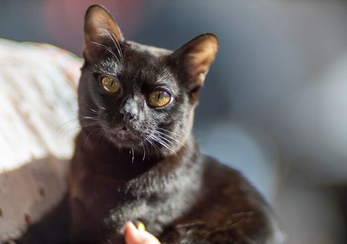 Bombay-Katze Katzengeschichte