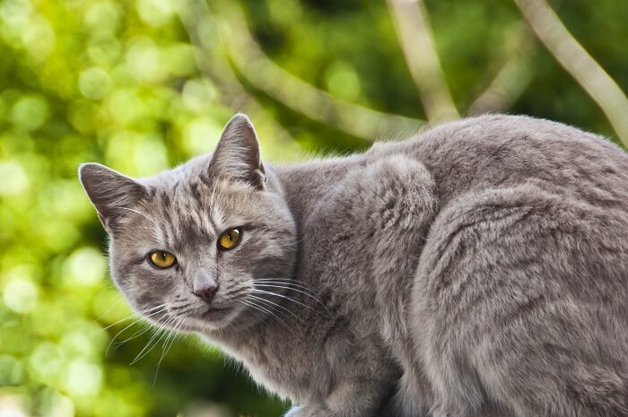 Kartäuserkloster Cat Care