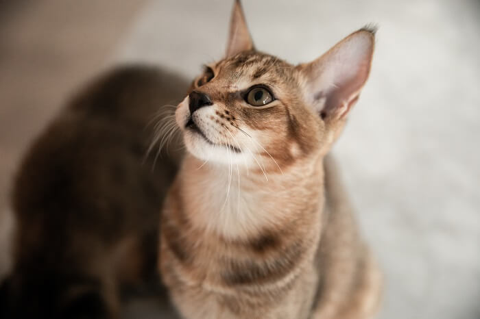 About the Chausie Cat