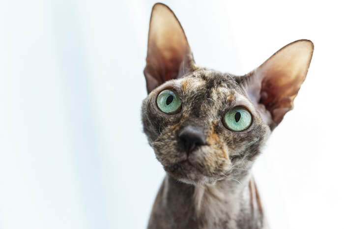 Bild einer Donskoy-Katze, auch bekannt als Don Sphynx, einer Rasse, die für ihre Haarlosigkeit bekannt ist. Sie sitzt anmutig und zieht mit ihrem einzigartigen und schlanken Aussehen die Aufmerksamkeit auf sich.