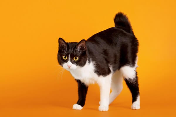 About the Japanese Bobtail Katze