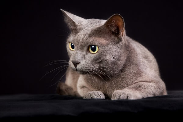 Korat-Katze