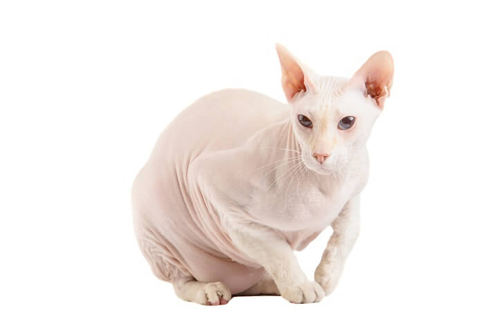 About the Peterbald Katze