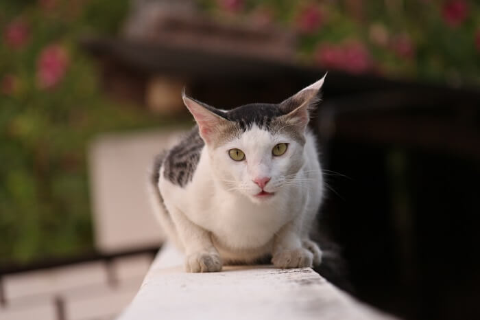  Ägäische Katze Breed Image