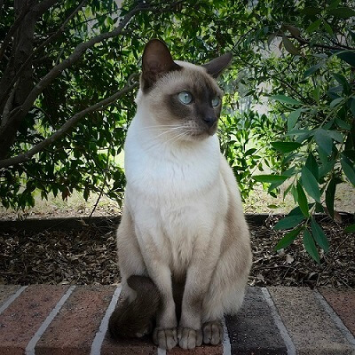 Tonkinese Katzengeschichte