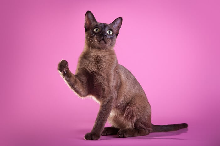 Tonkinese-Katze