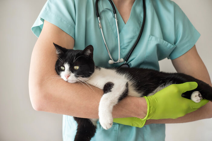 Bild eines Tierarztes, der eine Katze hält, mit besonderem Fokus auf einer schwarzen Katze