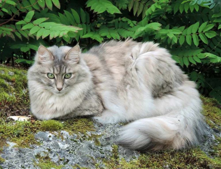 Türkisch Angora Katzengeschichte