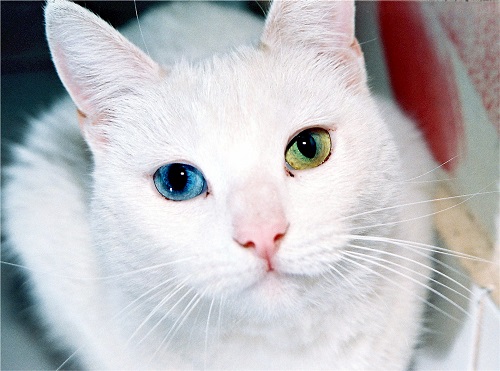 Türkisch Angora mit blauen und grünen Augen