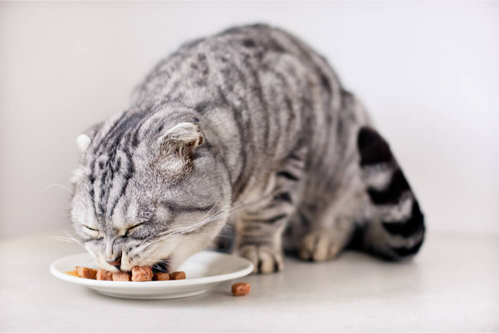 Silber getigerte Katze frisst Nassfutter