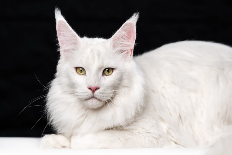 About the Maine Coon Katze