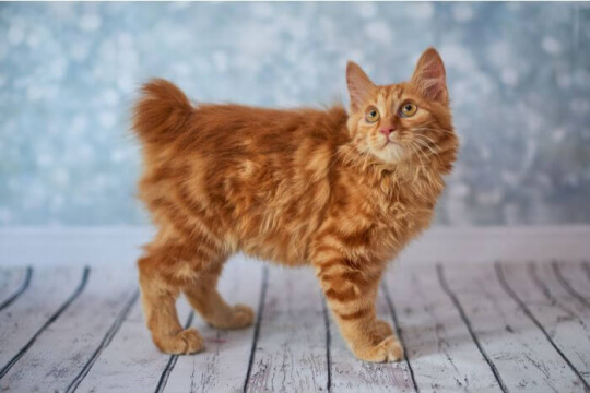 American Bobtail-Katze