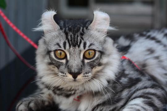 American Curl Katze