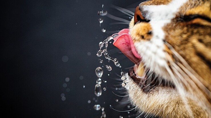 Wie bringt man eine Katze dazu, mehr Wasser zu trinken?