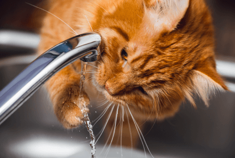 Katze trinkt Wasser