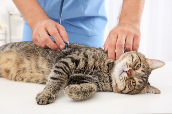 Metronidazol bei Katzen – Anwendung, Dosierung & Nebenwirkungen