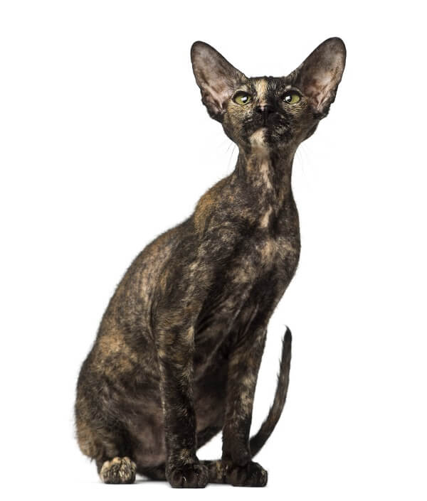 Peterbald Katzengeschichte