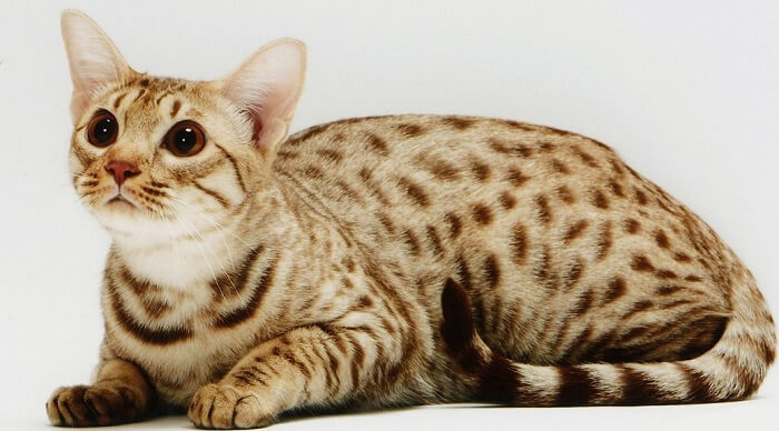 About the Ocicat Katze