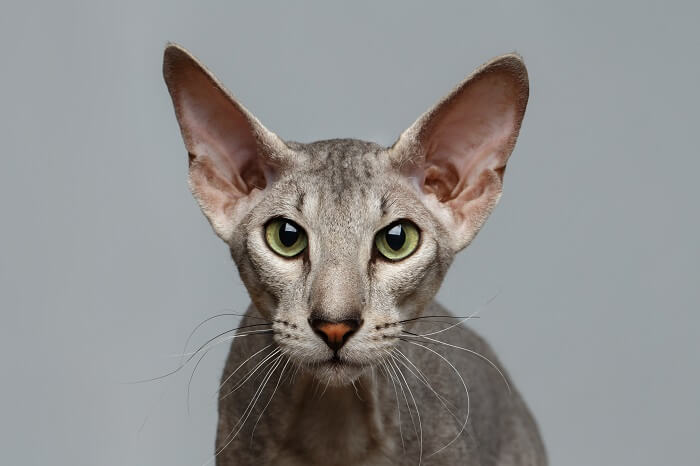 lustiger Peterbald