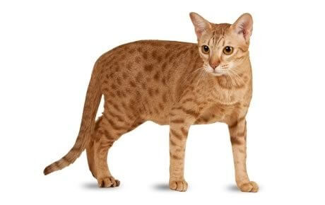 Ocicat Katzengeschichte