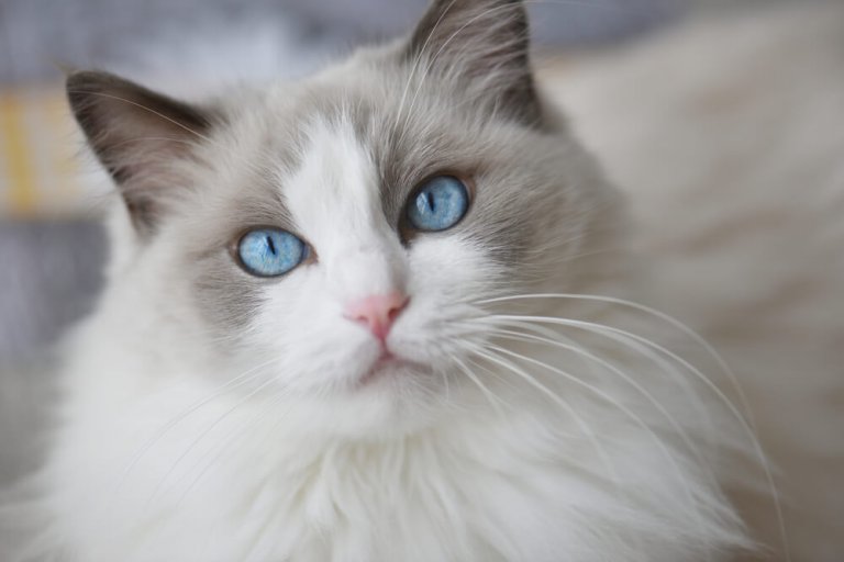 Ragdoll Katzengeschichte