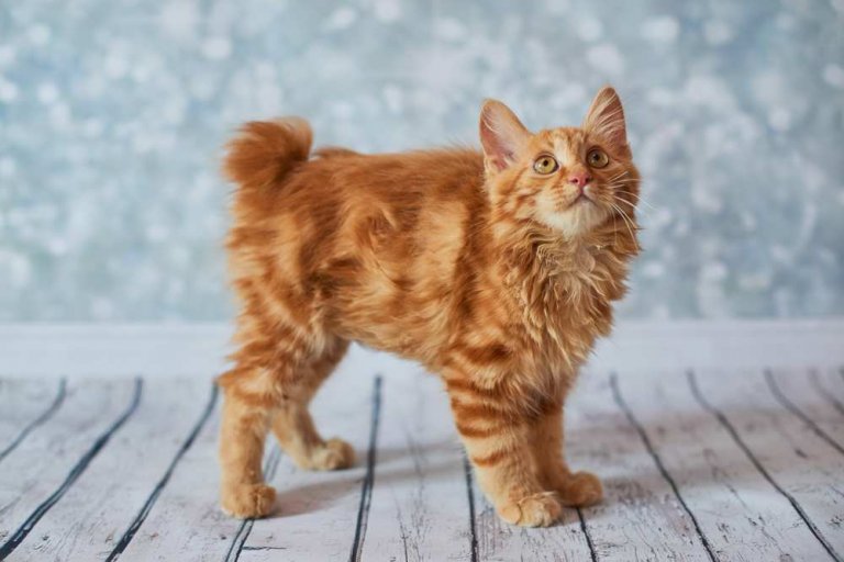 Amerikanischer Bobtail Katzengeschichte