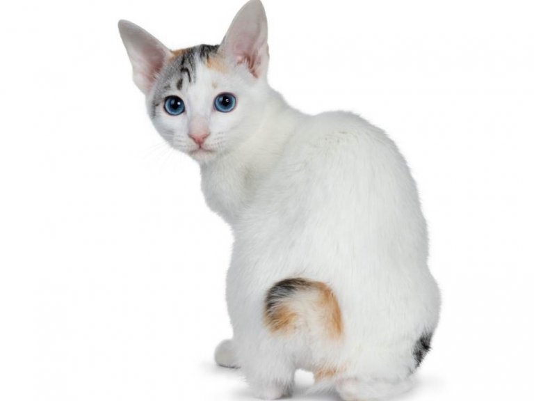 Japanese Bobtail Katzengeschichte