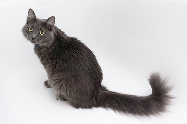 About the Nebelung Katze