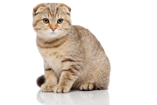 Scottish Fold-Katze