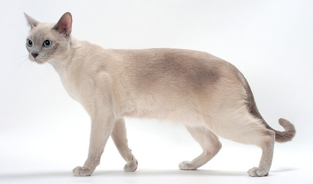 About the Tonkinese Katze