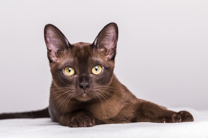 Elegante Burma-Katze zeigt ihre bezaubernde Präsenz.