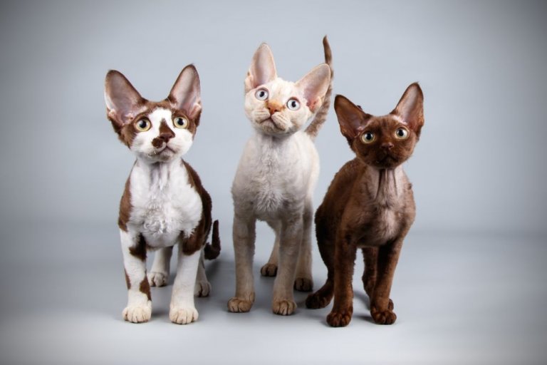 About the Devon Rex Katze