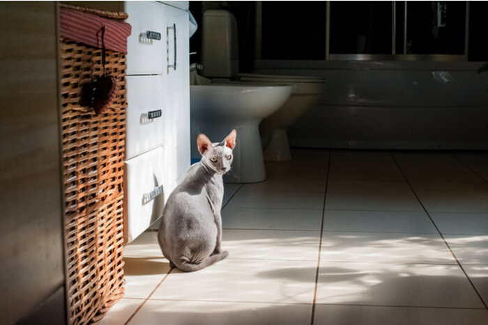 Alternativen zu Neosporin für Katzen