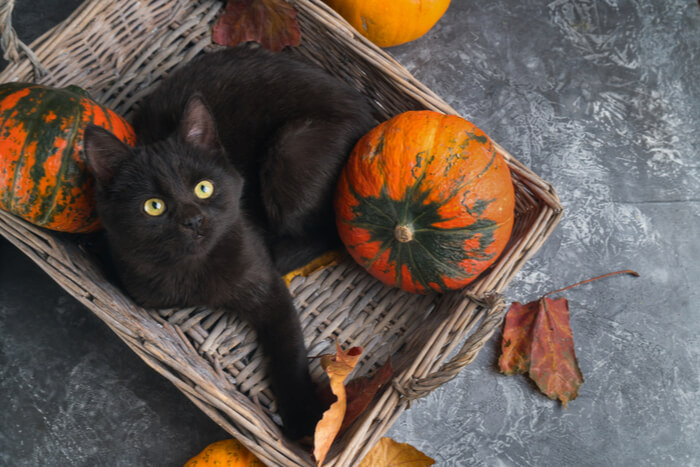 Ein anschauliches Bild, das die Vorteile von Kürbis für Katzen hervorhebt.