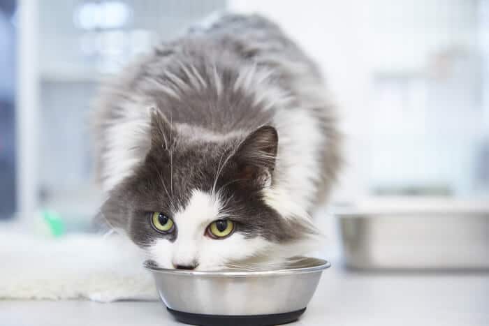 Gekochtes Katzenfutter mit Huhn und Reis