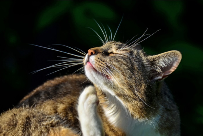 Katzen kratzen aufgrund von Allergien