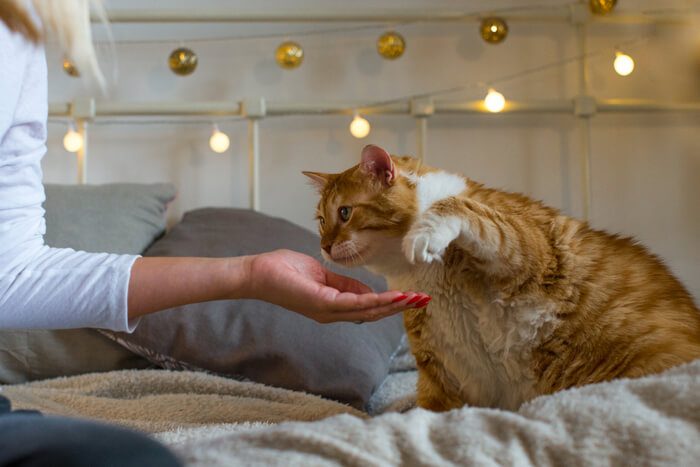 Auswirkungen von Fettleibigkeit auf die Gesundheit von Katzen