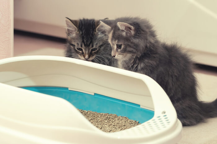 Katzenklo-Training für Kätzchen