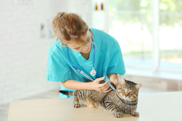 Diagnose von Lymphomen bei Katzen