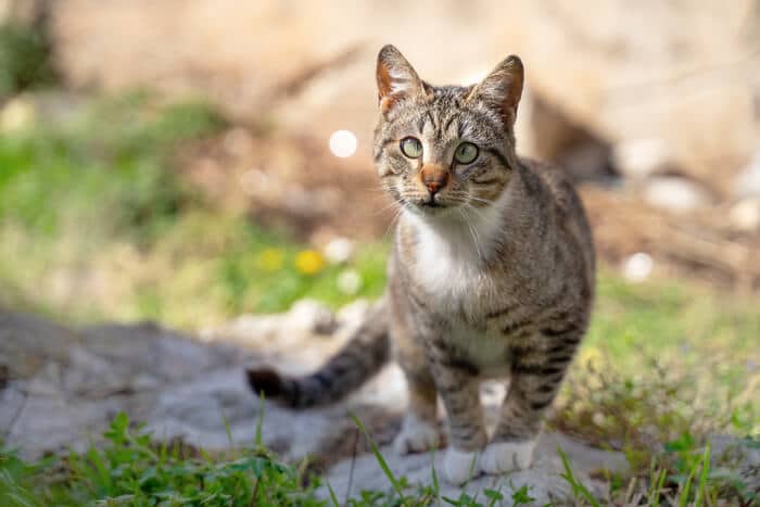 Schielende Katze