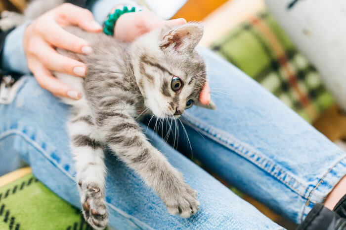 Ein Bild zur Illustration des Themas „Ansprechen einer Katze, die Blut erbricht“.