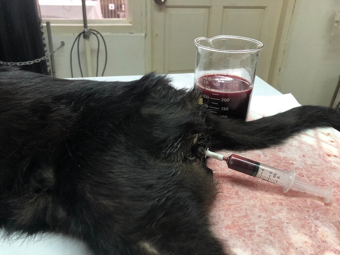 Ein Bild, das das Vorhandensein von Blut im Urin einer Katze zeigt, was möglicherweise auf ein medizinisches Problem hinweist und Aufmerksamkeit und Pflege erfordert.