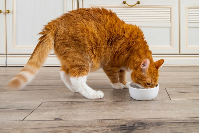 Katze genießt eine Mahlzeit aus ihrem Napf