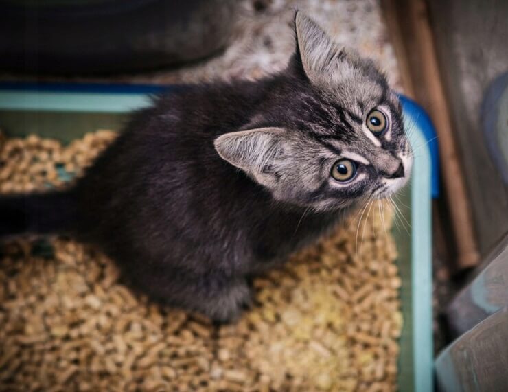 Katzentoilette: Sauberkeitserziehung bei Katzen